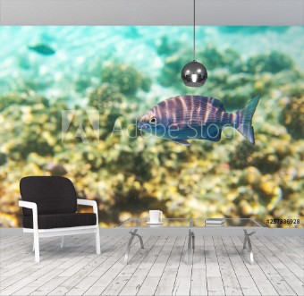 Picture of Colorful fishes and corals underwater life in Maldives snorkeling and diving in exotic destination
